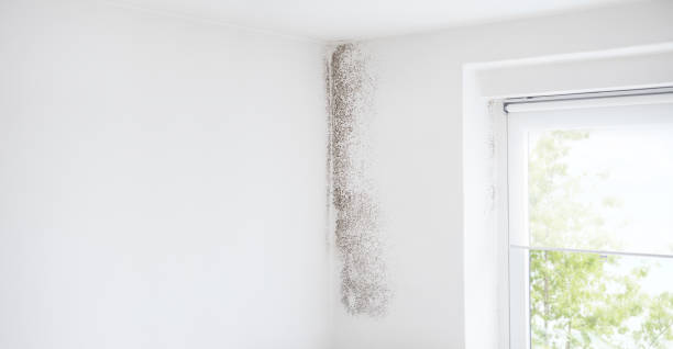 Environmental Consulting for Mold Prevention in Minden, NE