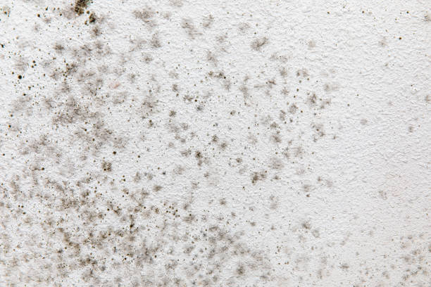 Reliable Minden, NE Mold Removal Solutions